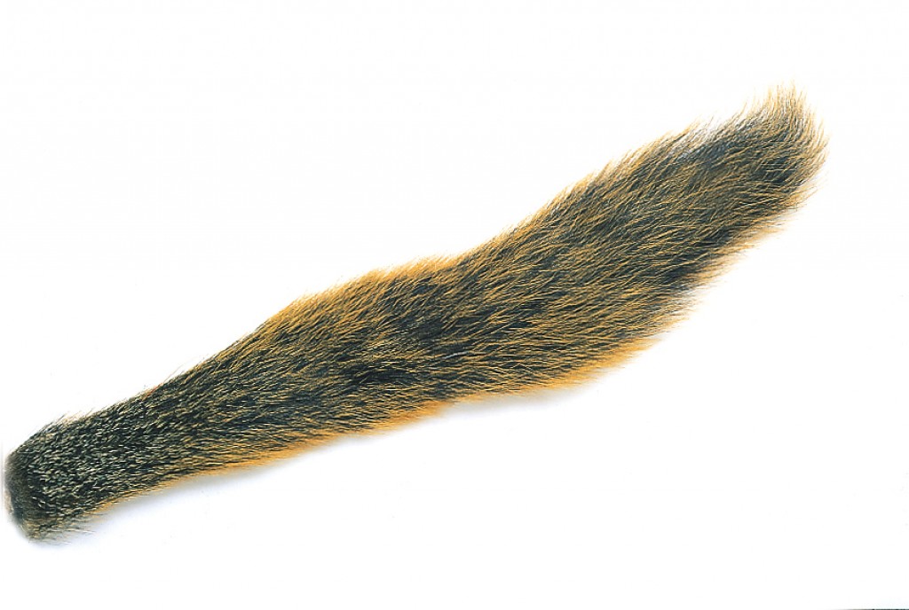 Fox Squirrel Tails